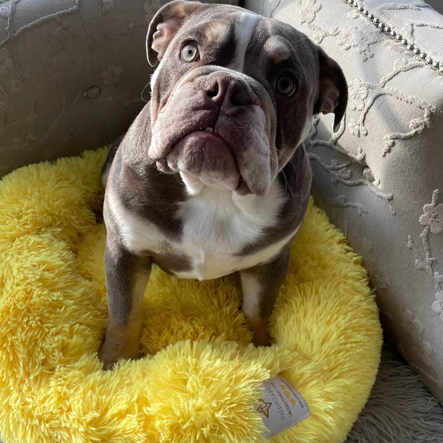 VALENCIA KEY Calming Burst of Joy Pet Beds