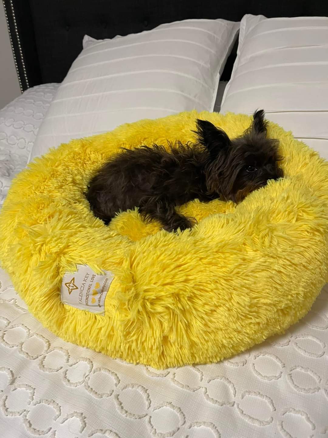 VALENCIA KEY Calming Burst of Joy Pet Beds